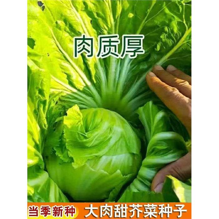 四季大肉包心芥菜种籽腌