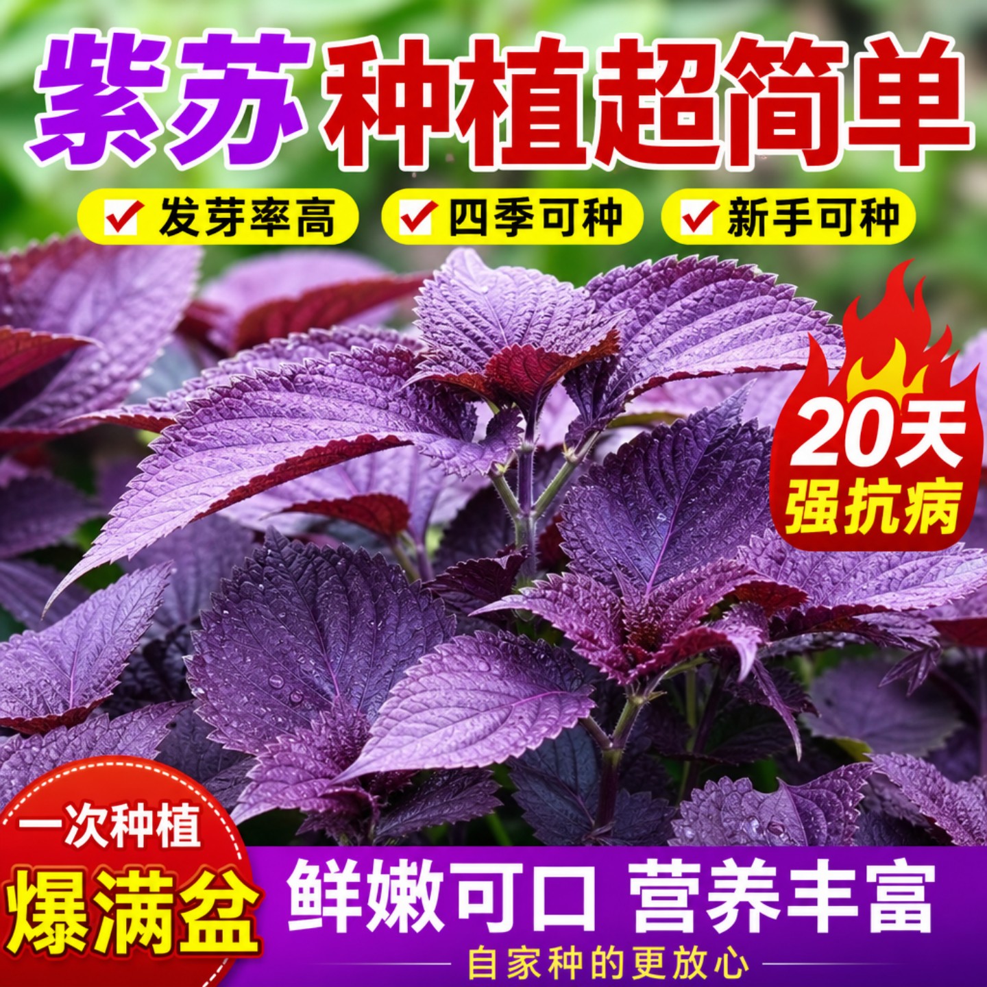 正宗双面紫苏种子速生易种可食用