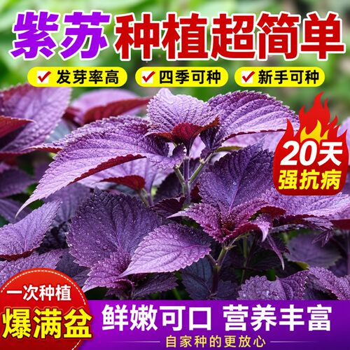 正宗双面紫苏种子速生易种可食用
