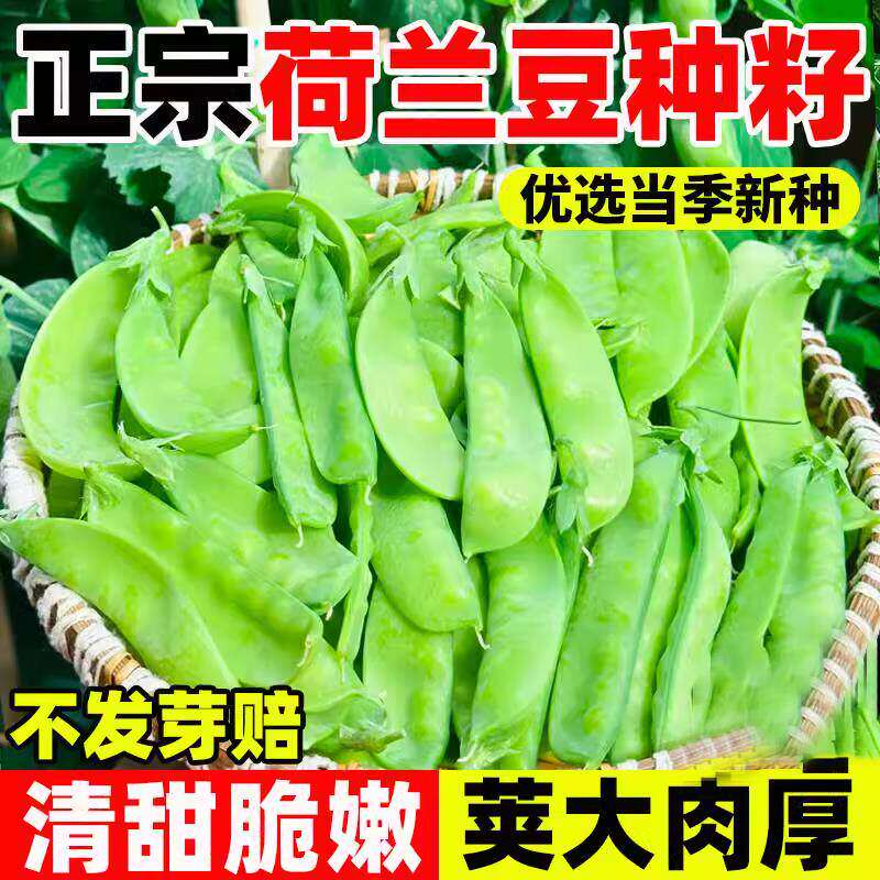 大荚荷兰豆种子四季豆甜豌豆豌豆荚大荷兰豆蔬菜种子碗豆籽易发芽