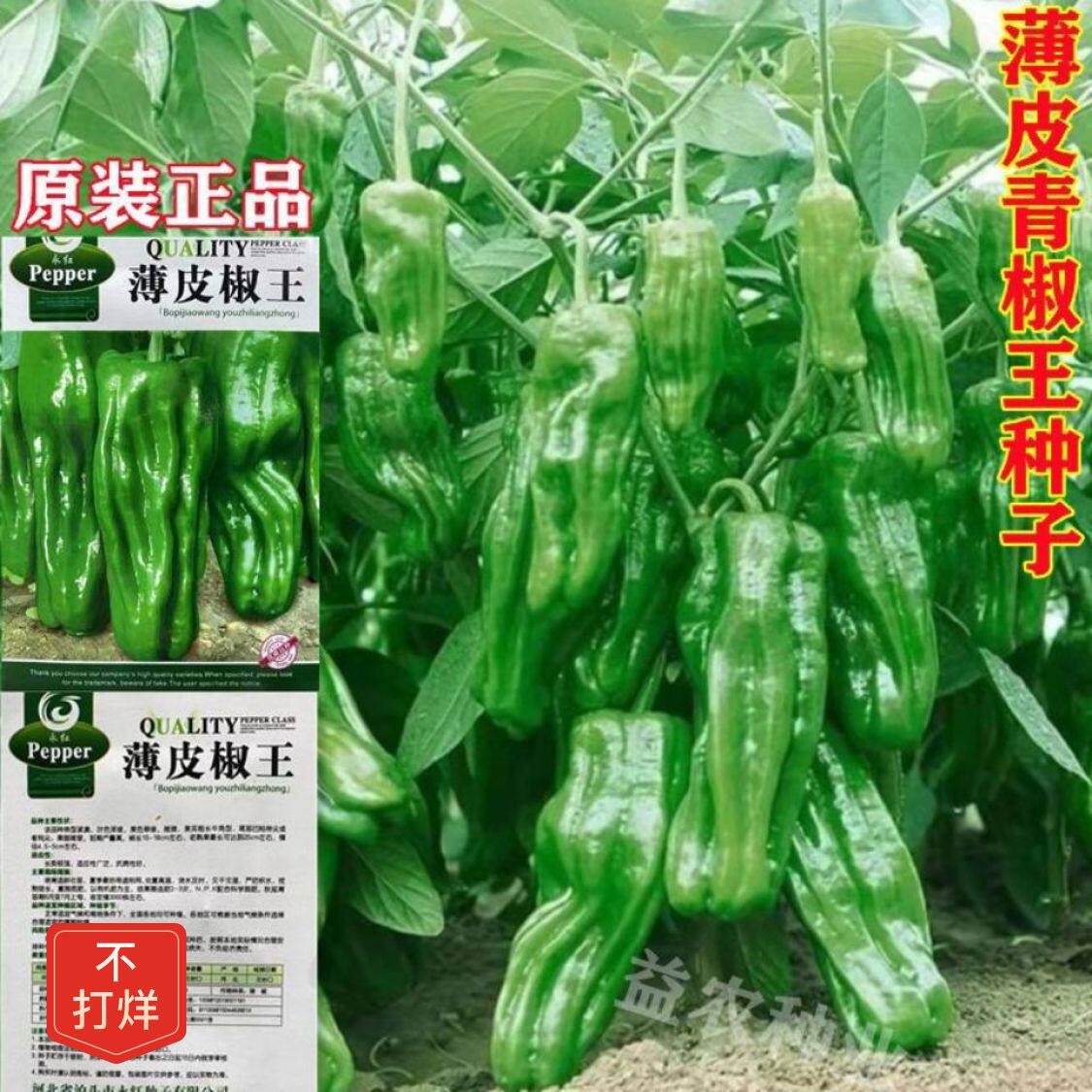 薄皮辣椒种子超轻薄不辣虎皮青椒辣椒子阳台庭院盆栽种植蔬菜种A