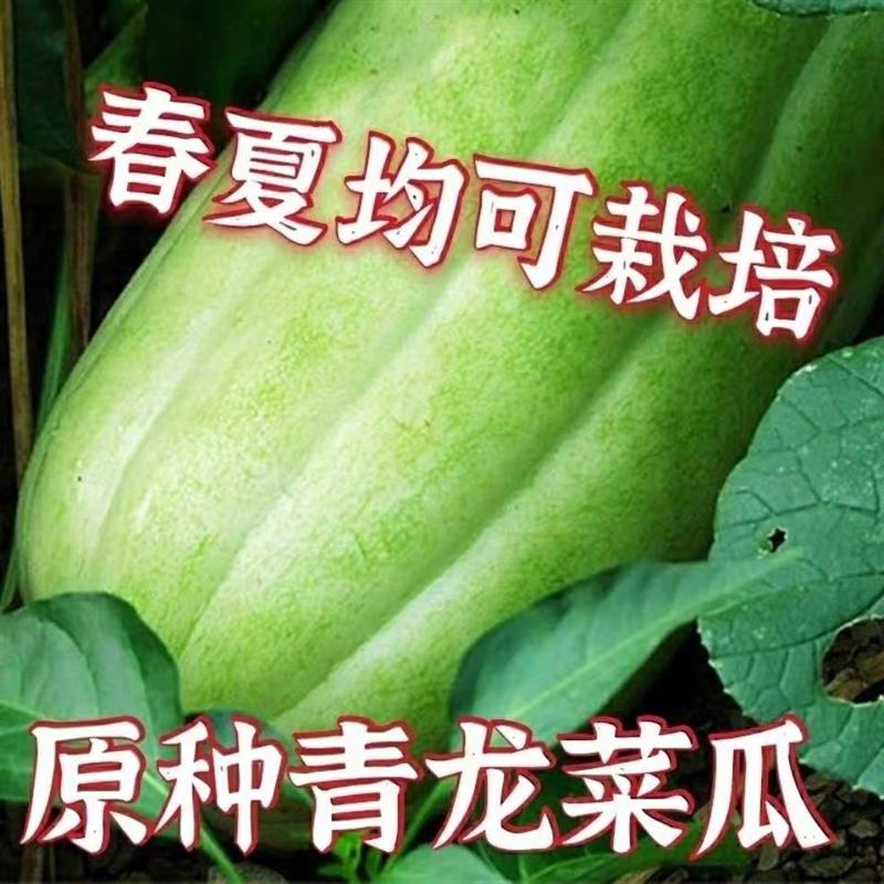 青龙菜瓜种子籽脆瓜白瓜种