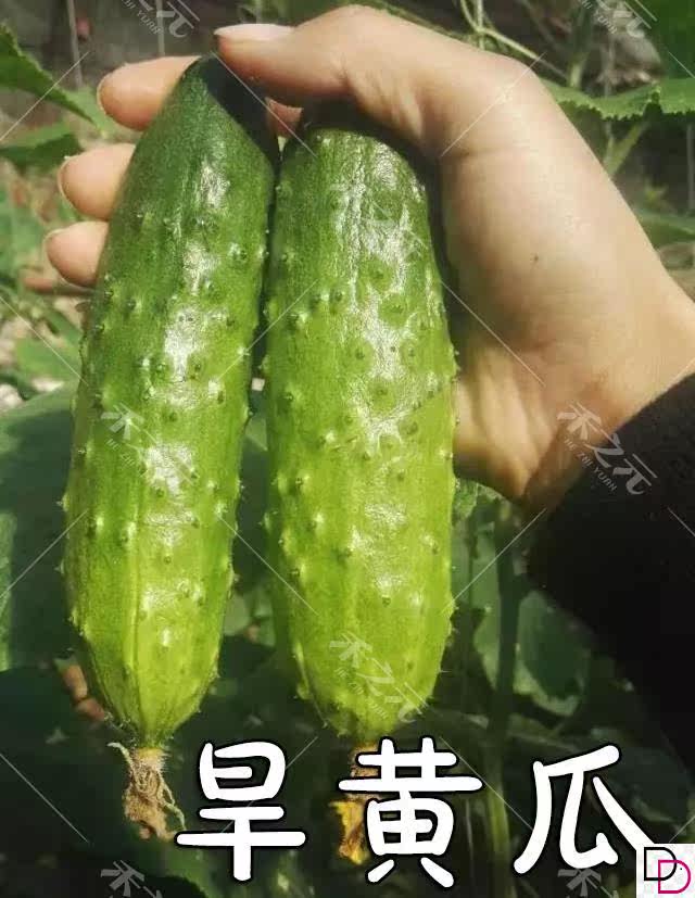 旱黄瓜种子水果黄瓜种籽