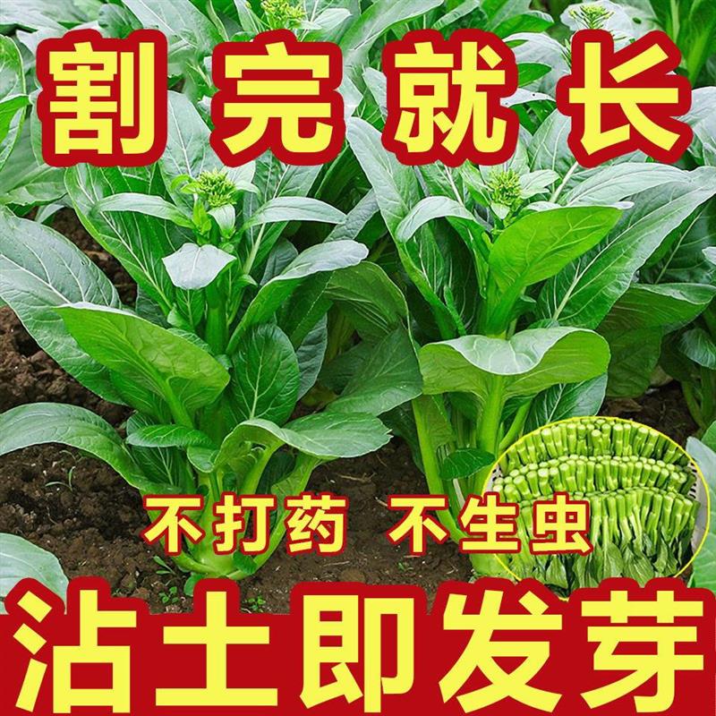 四季菜心种子盆栽四九甜菜心种子