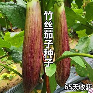 竹丝长茄种子肉质嫩花茄蔬菜精品长茄高产抗病浅绿色带早中熟茄子