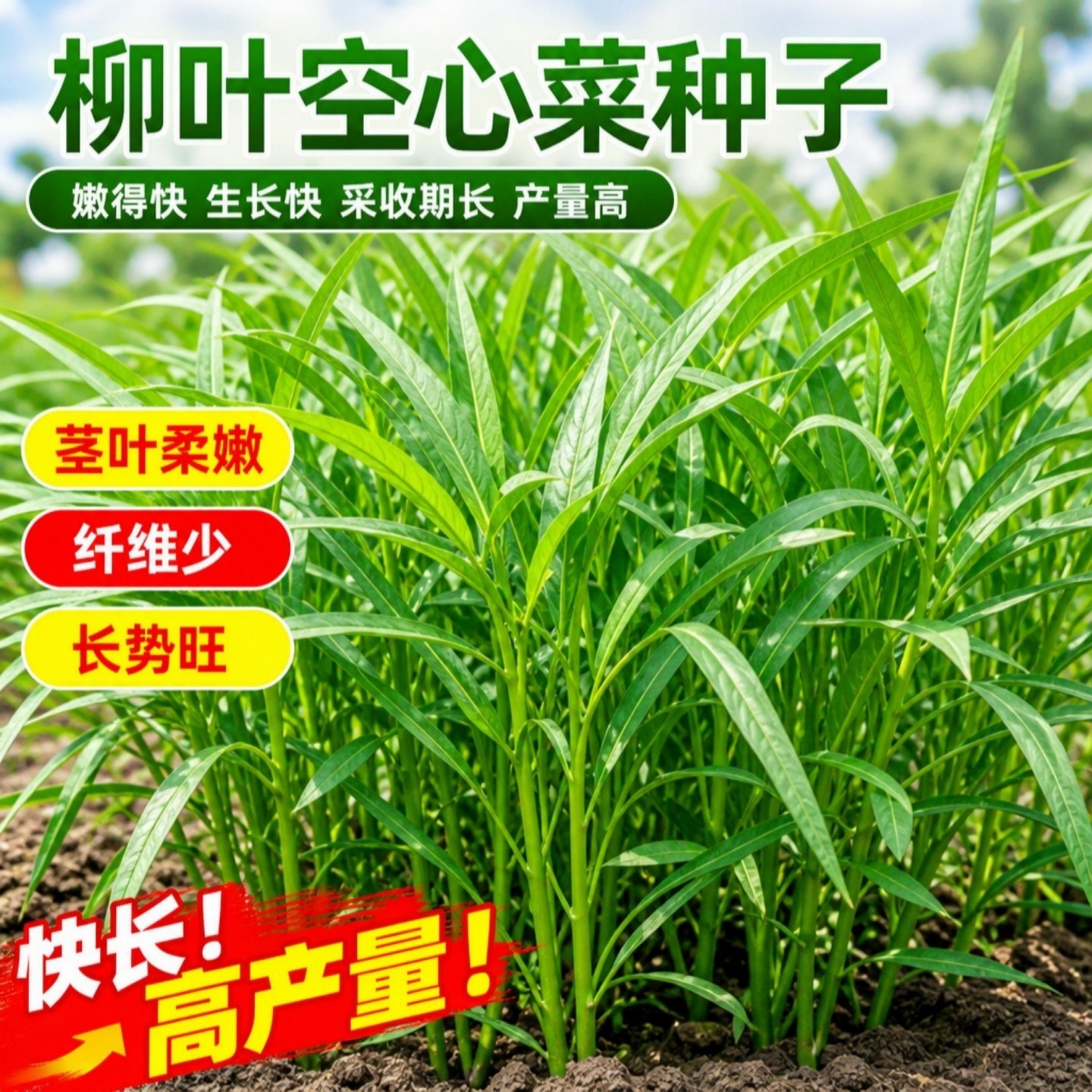 柳叶空心菜种子四季播阳台盆栽