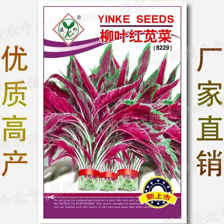 柳叶红苋菜汗菜尖叶苋菜
