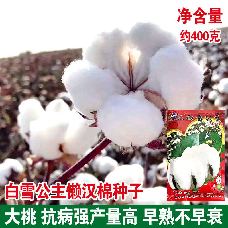 懒汉棉棉花种子种籽大田种植农用