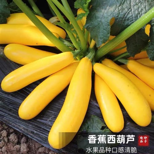 黄香蕉西葫芦种子四季南方