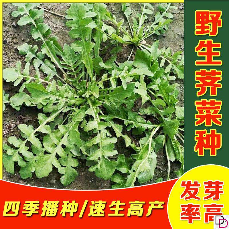荠菜种子野生芨芨菜籽四