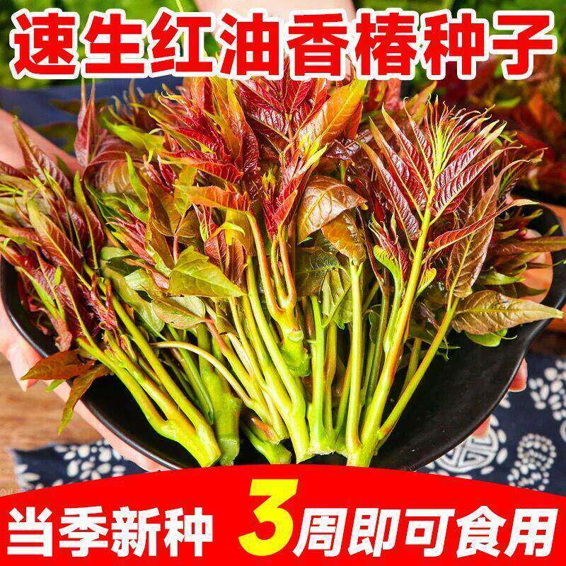 香椿种子红油香椿种子高产四季食用香椿树种子庭院阳台红香椿种籽