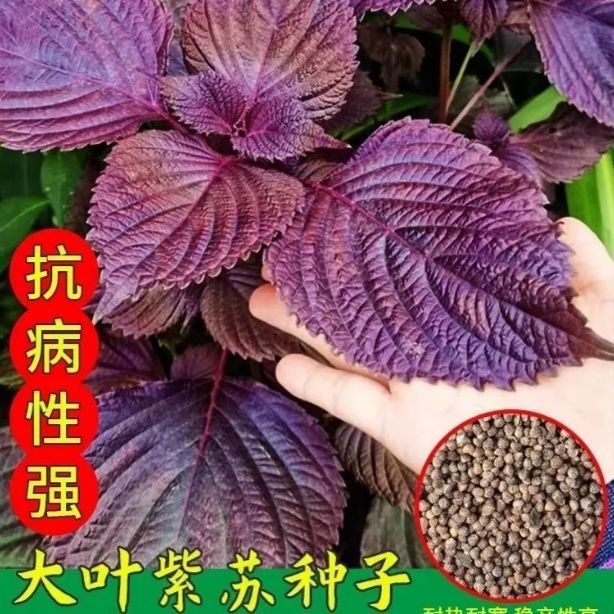 紫苏种子籽苏子叶可食用单面紫