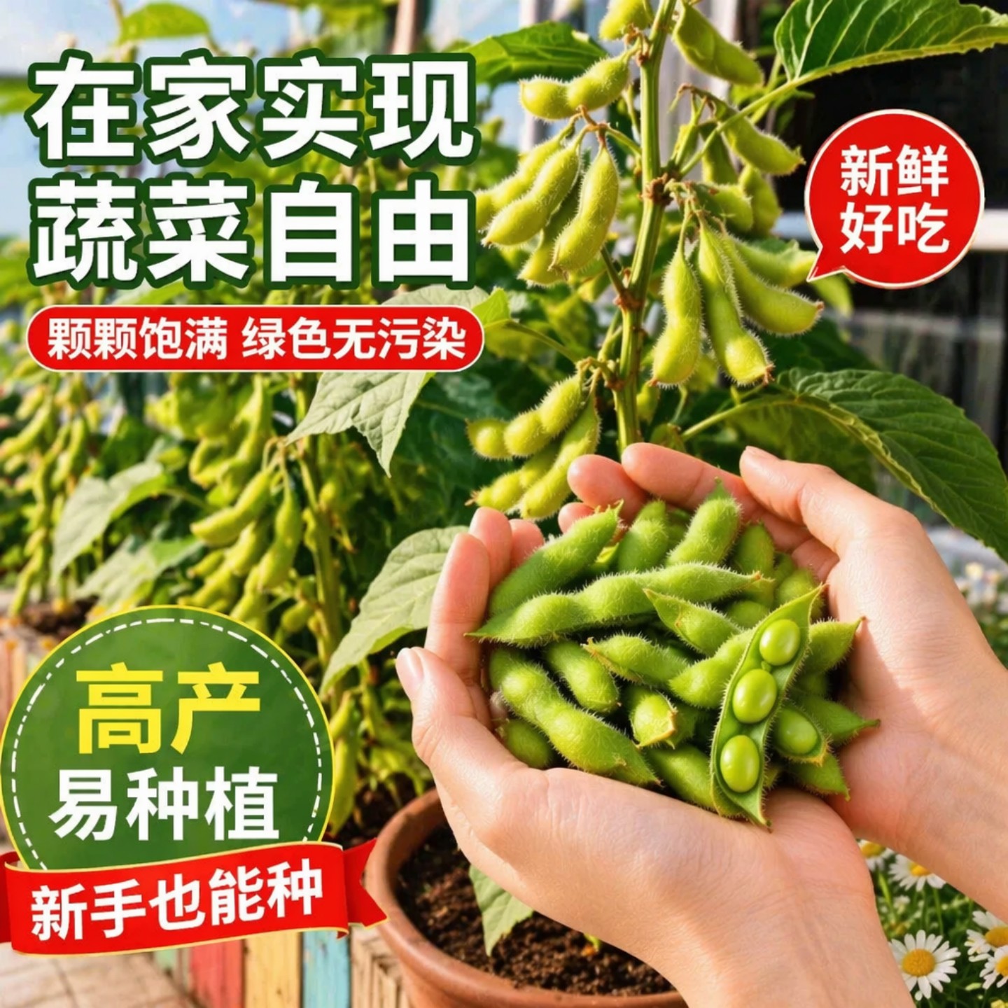 早熟高产大粒毛豆种子春秋季播
