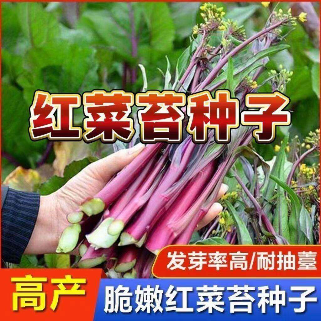 红菜苔种子红菜心正宗洪山菜苔种籽耐寒抗冻阳台盆栽过冬蔬菜种孑