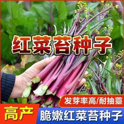 红菜苔种子红菜心正宗洪山菜苔种籽耐寒抗冻阳台盆栽过冬蔬菜种孑