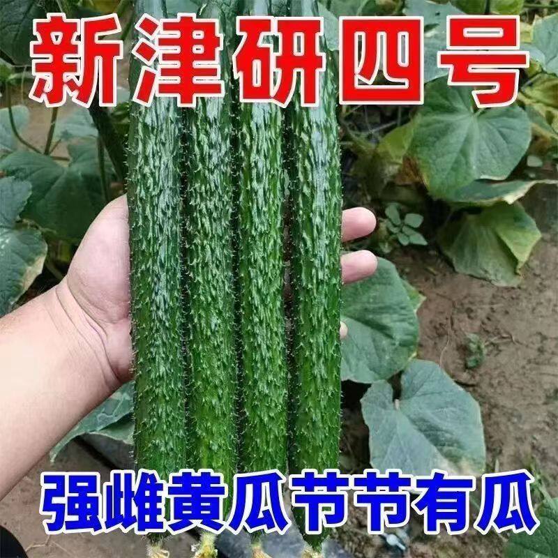 津研四号黄瓜密刺黄瓜高产甜脆绿心水果黄瓜青瓜夏季耐热阳台菜园