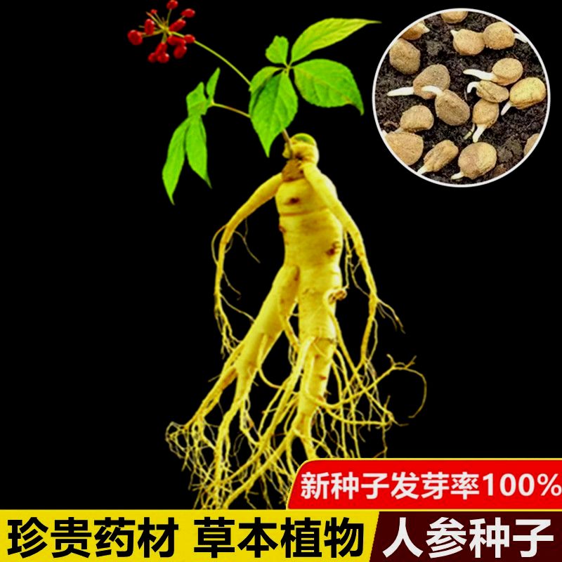 长白山人参种子一年四季种植盆栽东北西洋参种子草本植物药材种子