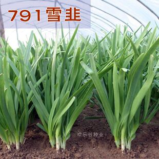 冬季不休眠雪韭根791宽叶韭菜种籽四季盆栽种子蔬菜籽大韭菜根苗