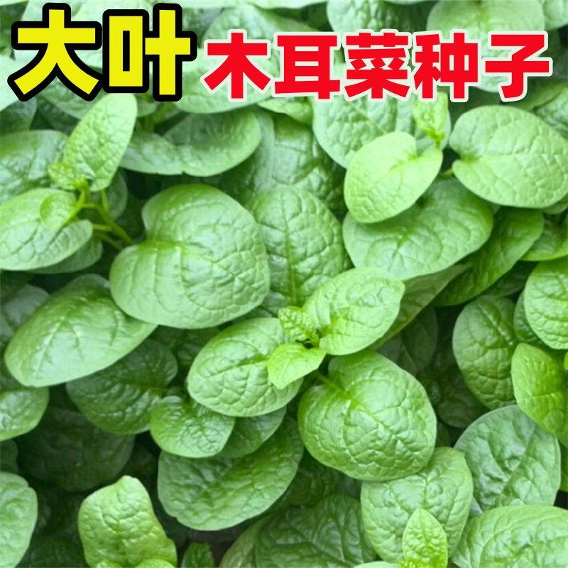大叶木耳菜种子小青菜阳台盆栽菜