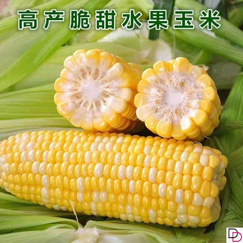 超甜水果玉米种子高产甜