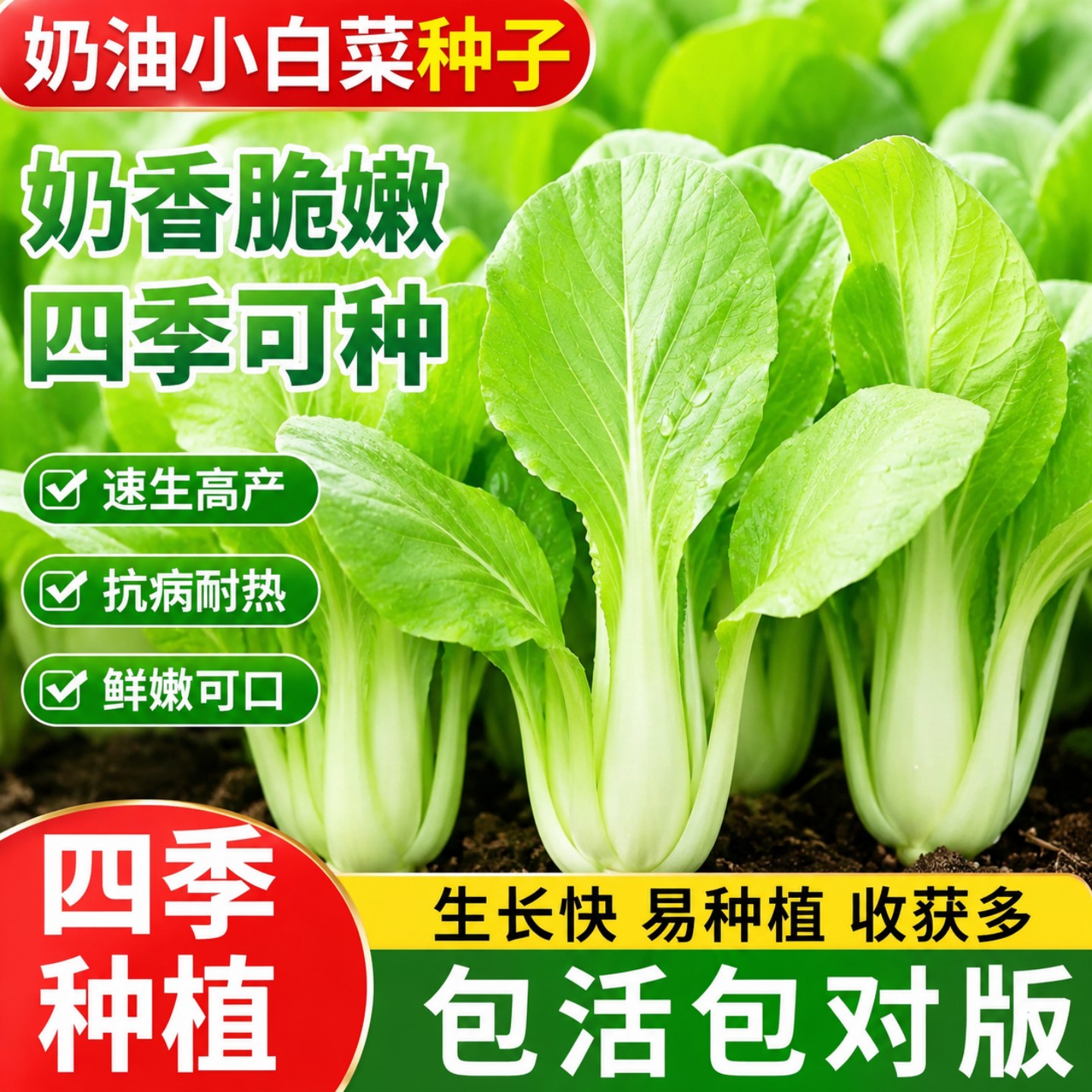 四季速生高产耐热小白菜种子盆栽
