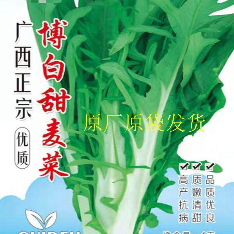 广西博白甜脆苦麦菜甜唛菜种子高产口感好采收期长包邮A