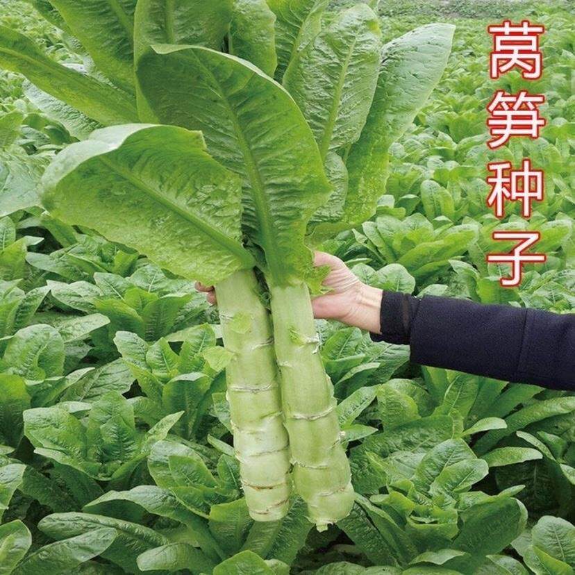 四季莴笋种子青皮绿肉香