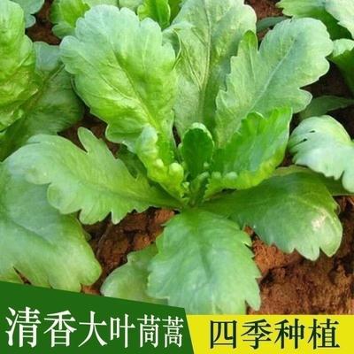 大叶茼蒿种子皇帝菜春季夏秋盆栽