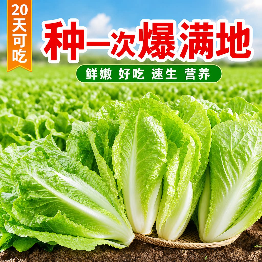 四季奶油快菜种子种籽小白菜蔬菜青菜菜种孑子籽种大全白莱快菜种