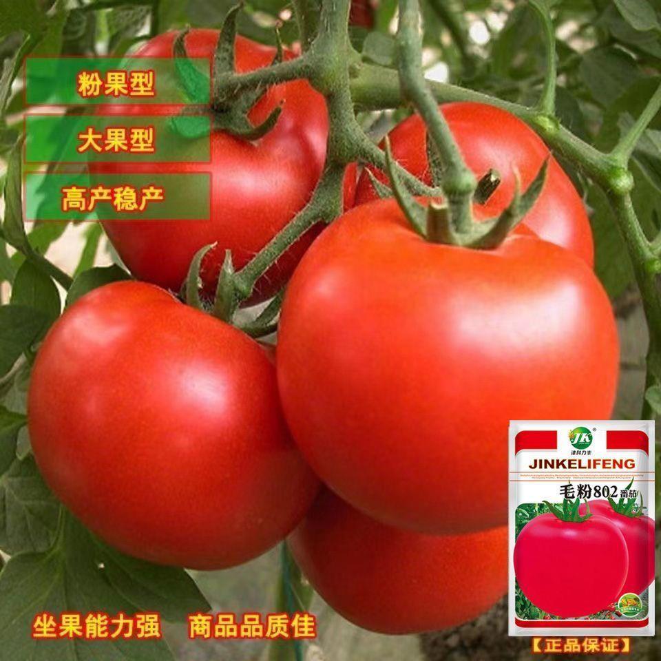 毛粉802番茄种子非转基因西红柿种籽沙瓤农蔬菜番茄西红柿籽种