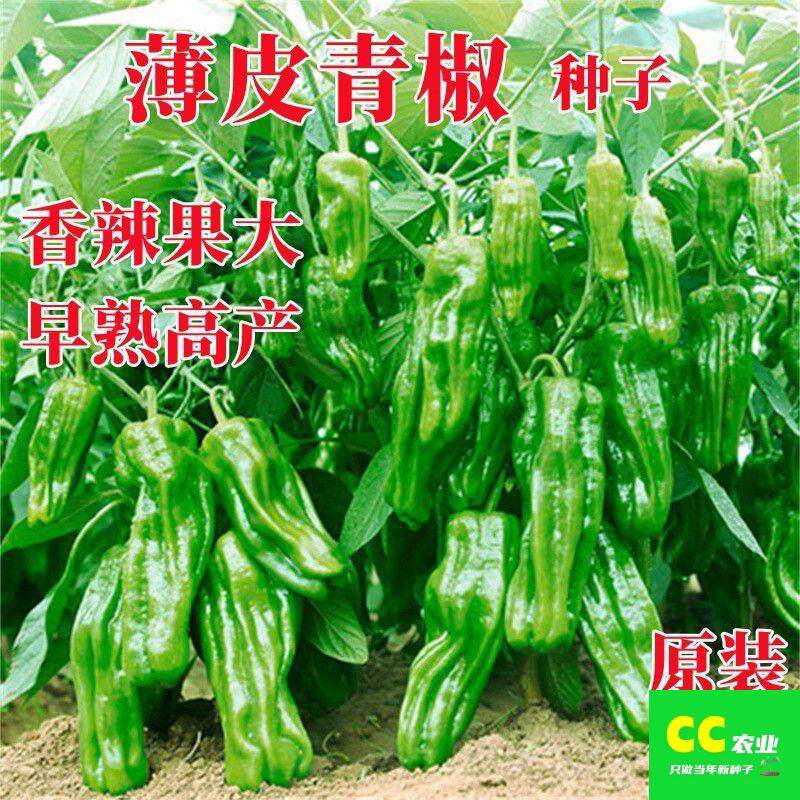 早熟薄皮青椒种子四季播