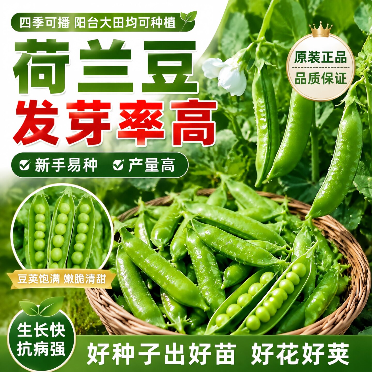 甜脆荷兰豆种子高产耐寒秋冬播
