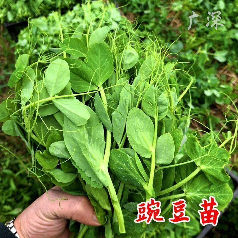 四川豌豆苗豌豆尖豆苗菜蔬菜种子