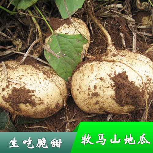 牧马山地瓜凉茹种子早熟地瓜 水果地瓜 沙葛凉薯土瓜种籽蔬菜种子