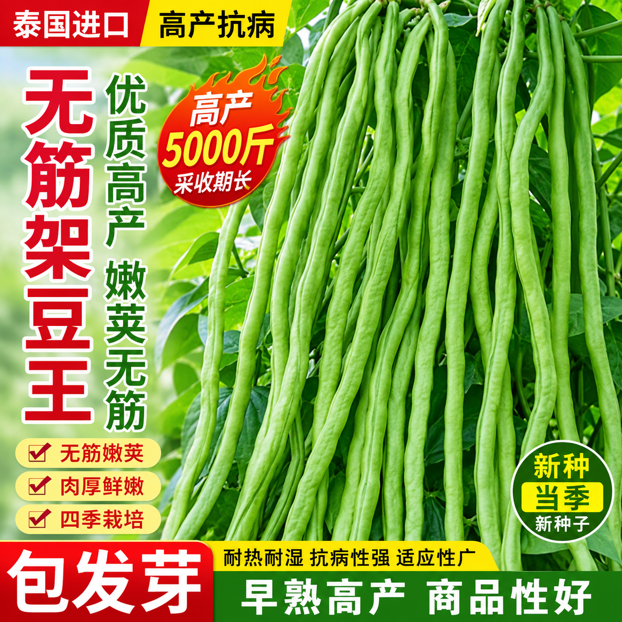 架豆王种子泰国特长无筋架豆青豆菜豆籽长芸豆四季豆爬藤蔬菜种子