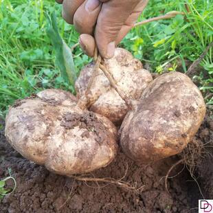 春秋牧马山地瓜种子水果地瓜番薯种籽凉薯茎叶四季春蔬菜沙葛清凉