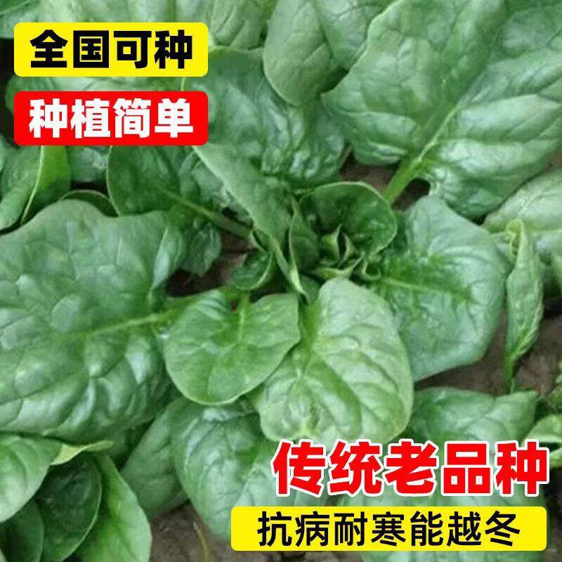 趴地菠菜种子黑园叶菠菜种籽生长速度快耐寒高产越冬蔬菜种子大全