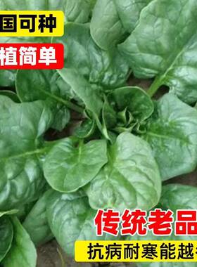趴地菠菜种子黑园叶菠菜种籽生长速度快耐寒高产越冬蔬菜种子大全