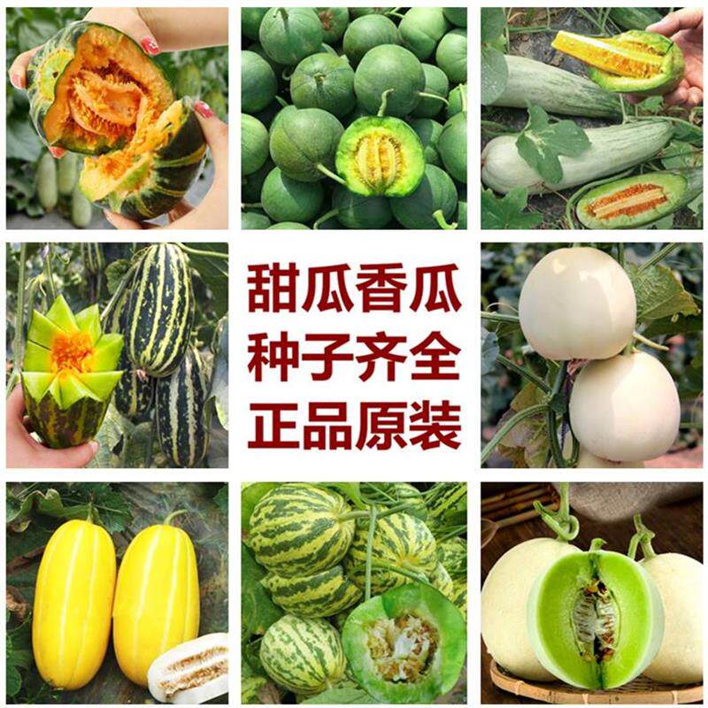 甜瓜种籽日本绿宝石甜宝