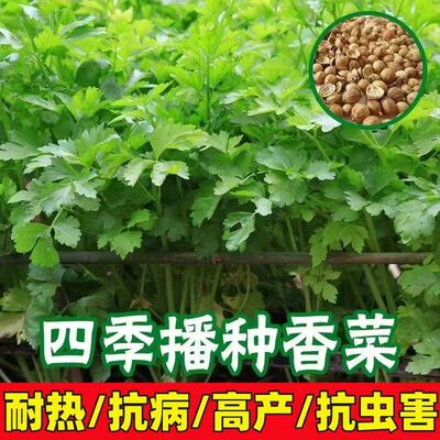 高产四季香菜种子蔬菜籽
