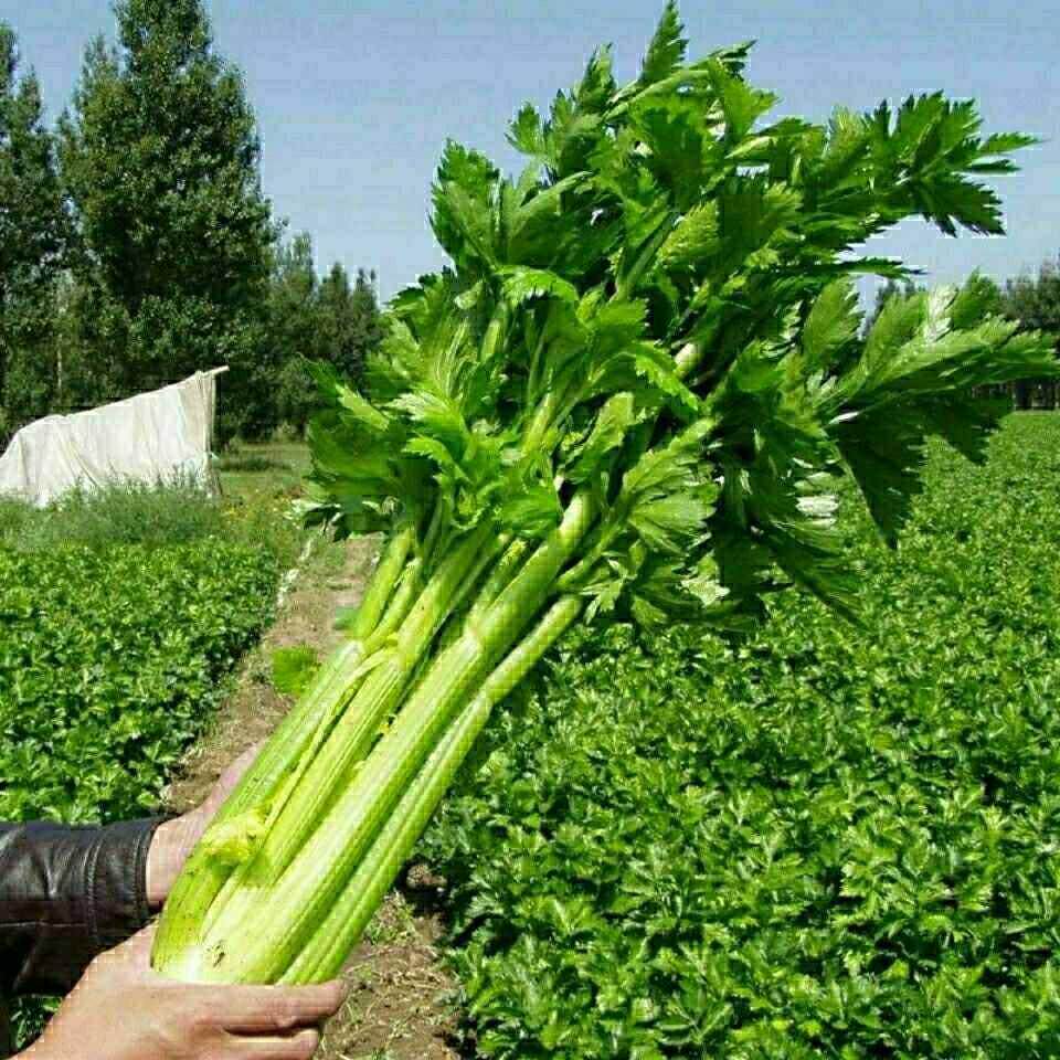 原装大肉西芹种子肉厚脆爽洋芹菜种子春秋季高产阳台大棚蔬菜种A