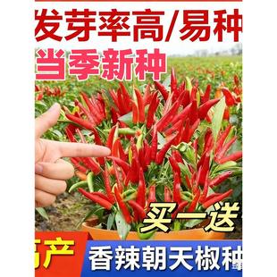 正宗朝天椒种子超辣小米椒盆青椒早熟辣椒种籽阳台四季易种蔬菜种