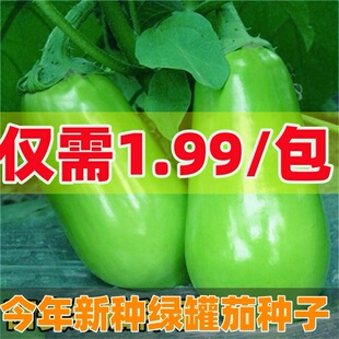 绿罐茄种子茄子种籽高产四季蔬菜种子青茄子绿皮耐寒春季秋菜种子