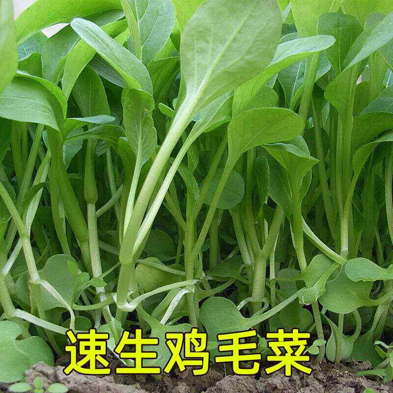 鸡毛菜种子18天四季小白