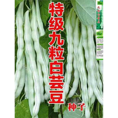 A超级九粒白芸豆种子白不