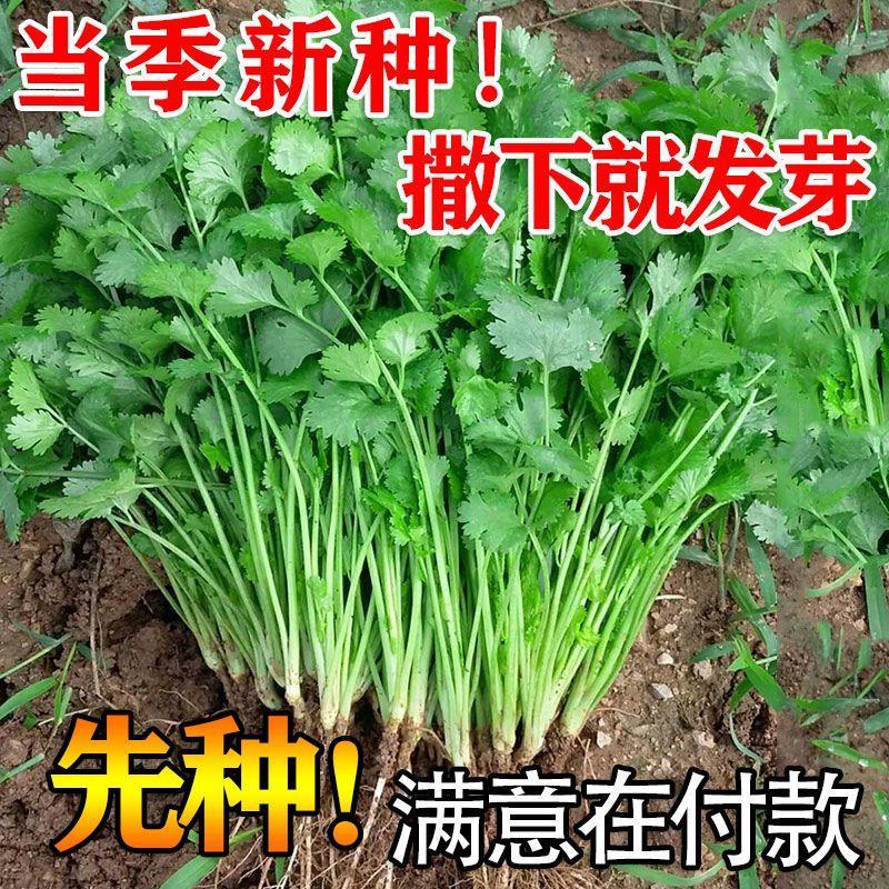 四季香菜籽种苗秋冬香菜盆栽大小叶芫荽种子阳台老品种香草菜新种