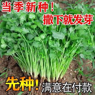 四季香菜籽种苗秋冬香菜盆栽大小叶芫荽种子阳台老品种香草菜新种