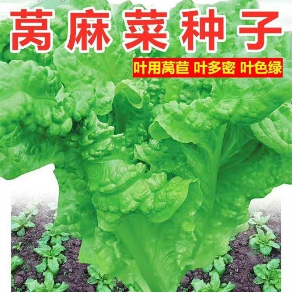 香菜种子鸡窝生菜青菜蔬菜菜籽