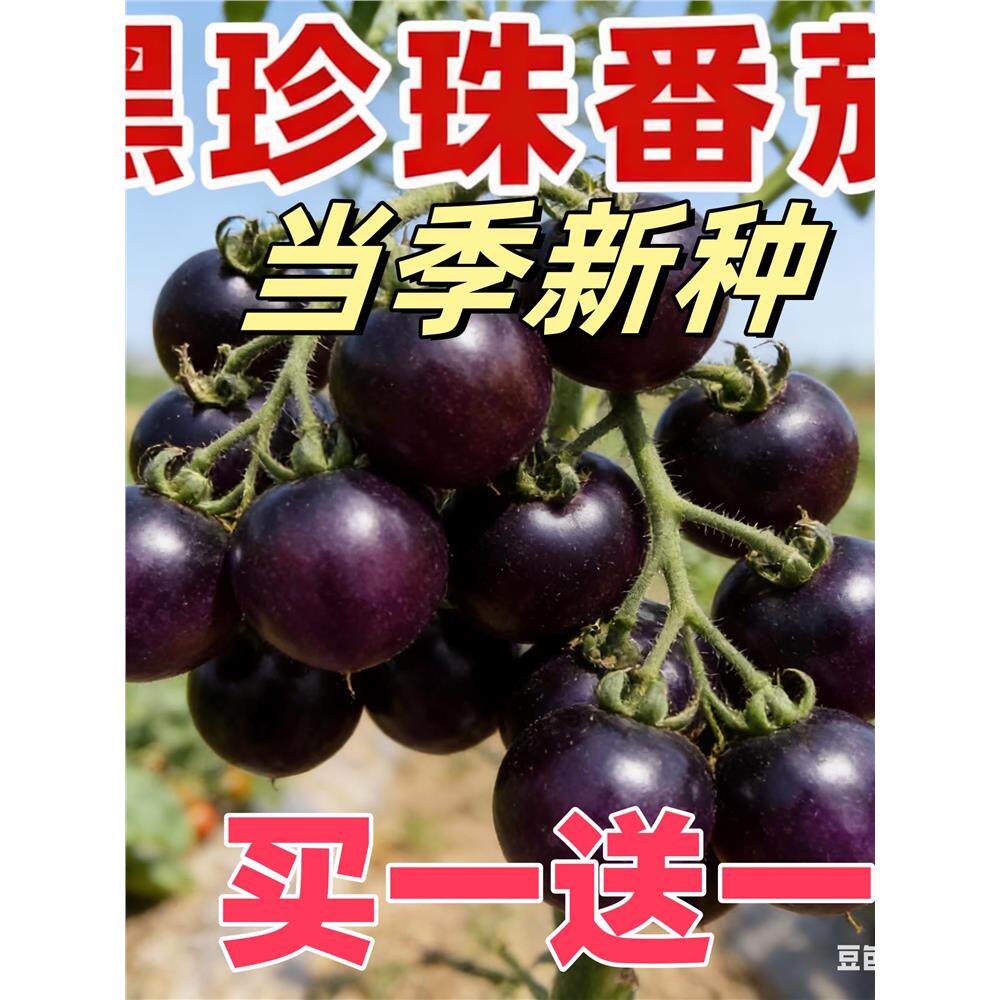 正宗黑珍珠樱桃番茄种子四季阳台盆栽易种植黑番茄水果型蔬菜种子