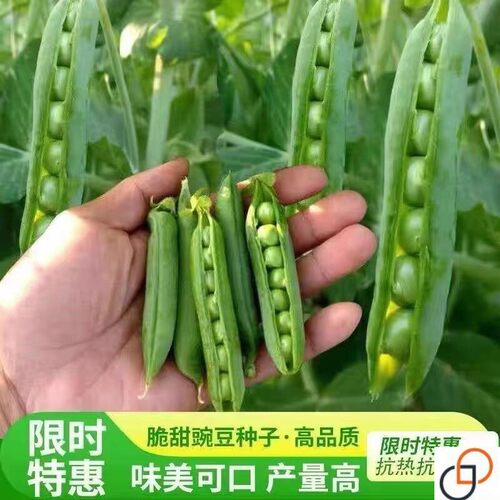 甜脆肉豌豆种子荷兰豆种籽专门吃壳厚肉豌豆荚农家秋冬季蔬菜种孑